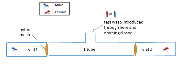 Fig. 3: A representation of the T-tube choice apparatus used to test whether female and male wasps are attracted to a member of the opposite sex that they can smell, but cannot see. Neither female nor male wasps showed a preference for either the same or the opposite sex. 