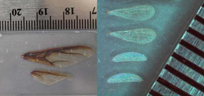 As part of our analysis we measured all the queens’ wings, from the giant wings of Atta leafcutters (left) to the tiny feathery wings of Hypoponera huntress ants (right) (photos by Jackson Helms)