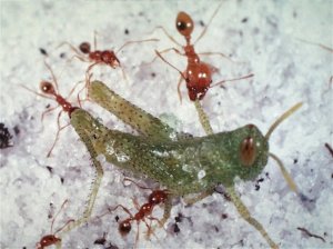 P. morrisi ants.
