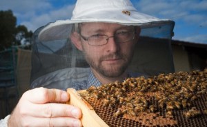 Curtin University Centre for Integrative Bee Research director Dr Boris Baer is concerned about bee biosecurity in Albany and Denmark. Picture: UWA