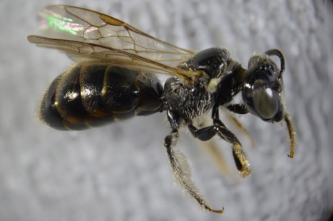 Braunsapis puangensis, under the microscope (photo courtesy of Mike Schwarz).