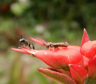 Braunsapis puangensis (L) conferring with Homalictus (R), about the evolution of casteless societies in bees (photo courtesy of Mike Schwarz).