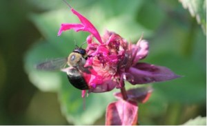 Xylocopa virginica on bee balm (Monarda) in late summer