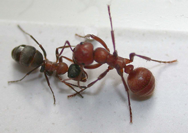 Polyergus Formica