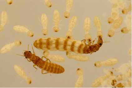 termite grooming