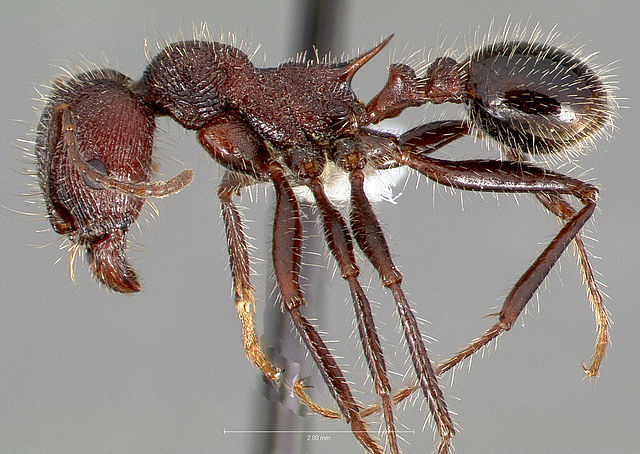 640px-Messor_andrei_casent0005728_profile_1