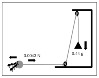 ant pulley