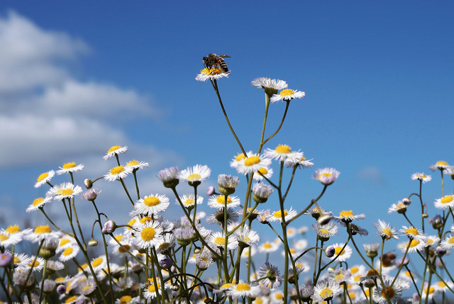 34773777624_260fa93a46_z