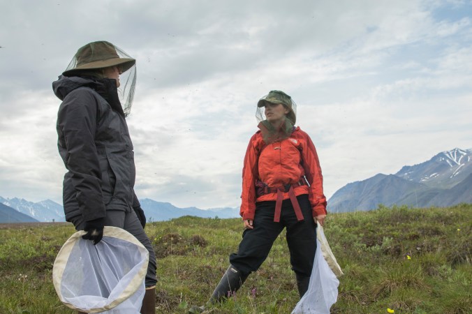 2016_Arctic_Bumblebee_24_SN