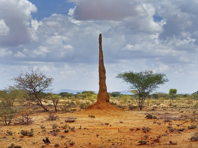 african landscape with termitary