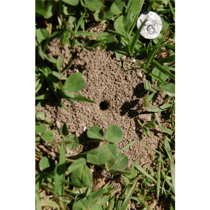 7.malachurum nest entrance