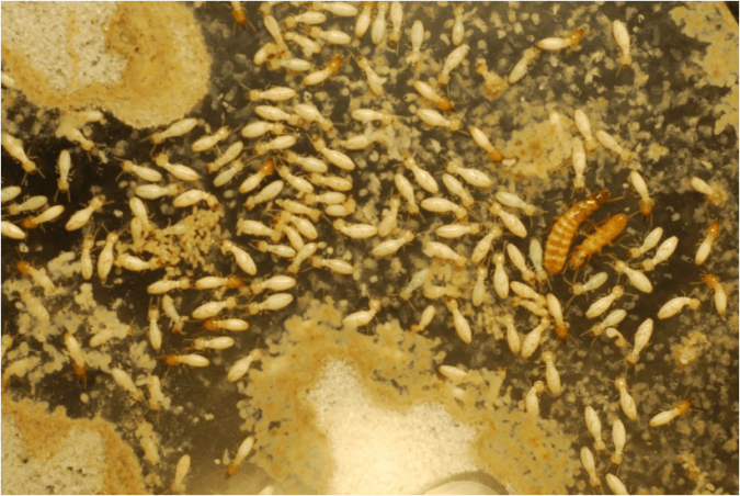 Screen Shot 2019-02-07 at 5.33.27 PM